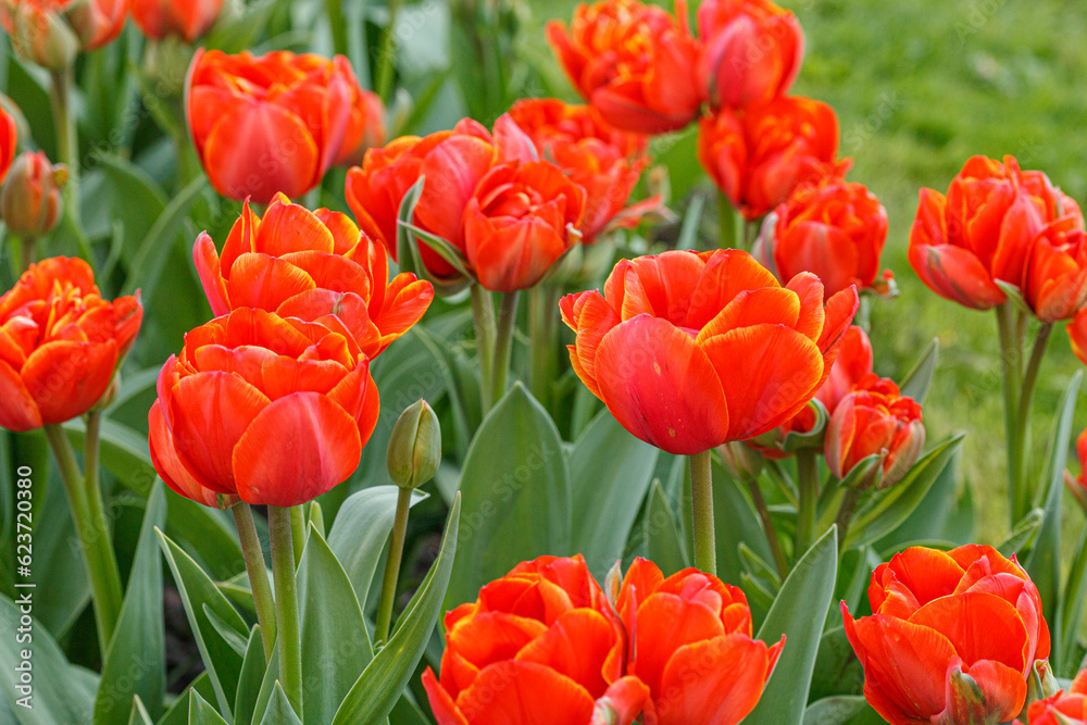 tulip bloom, beautiful field of tulips tulip bloom, beautiful field of tulips