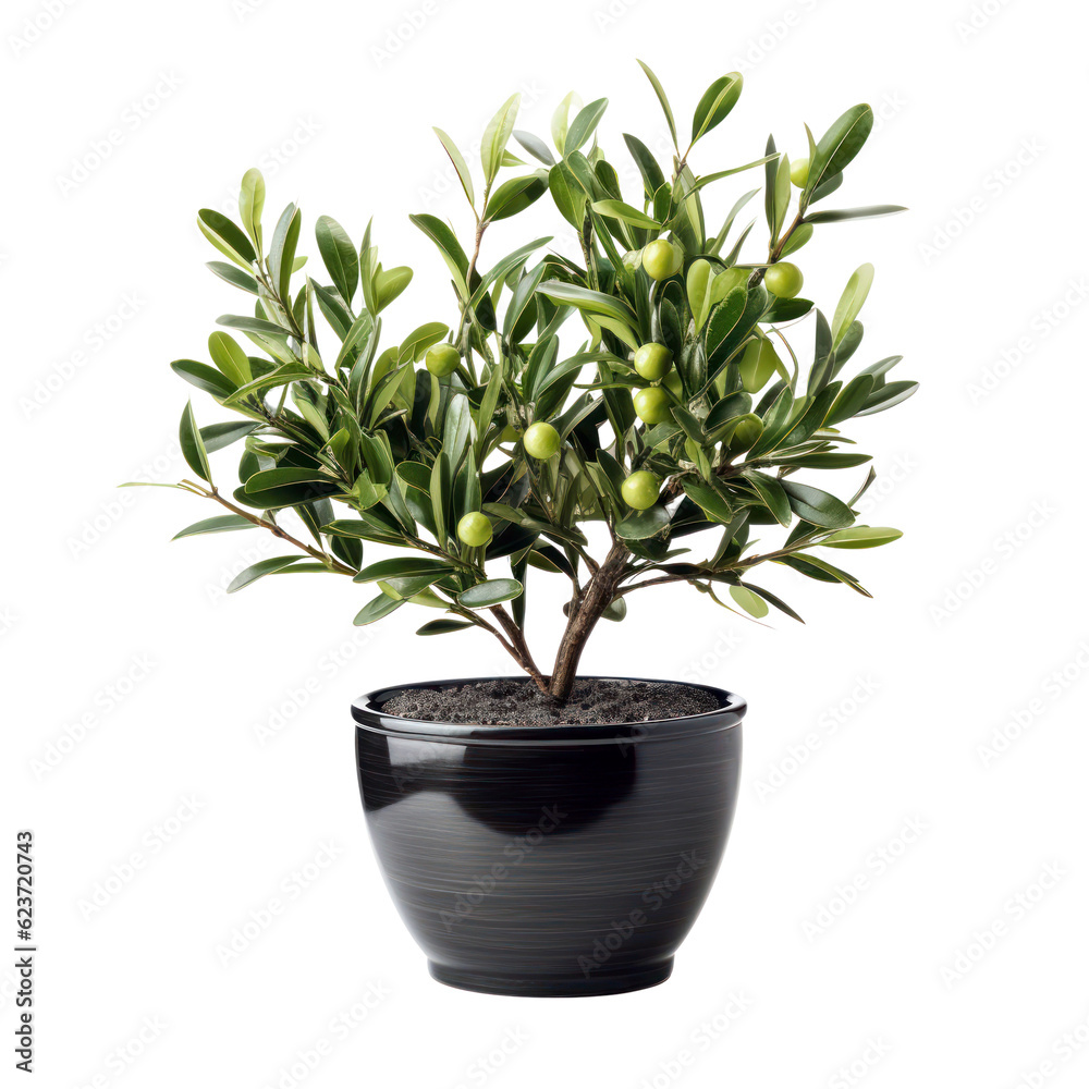 Olive tree in a pot isolated on transparent background, green foliage and trunk, PNG, Olive tree in a pot isolated on transparent background, green foliage and trunk, PNG,