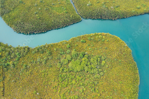 Mangrove trees in the water on a tropical island. An ecosystem