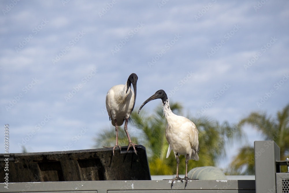 The Australian Bin Chicken the White ibis (Threskiornis molucca) is a wading bird of the ibis