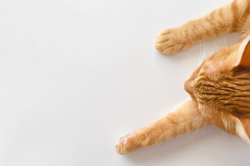 Ginger cat sleeping on the table at home.  Happy tabby cat resting in a house.  Flat lay top view photo. 