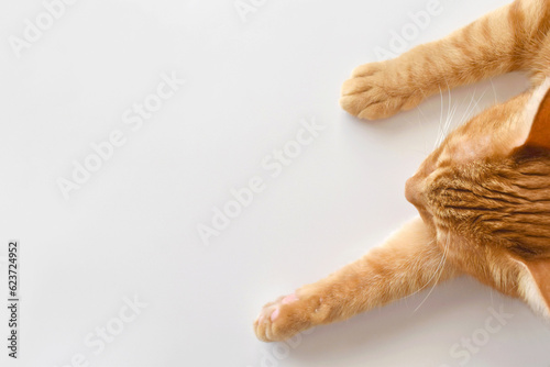 Obraz na plátne Ginger cat sleeping on the table at home