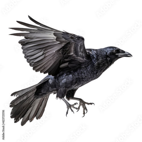 raven isolated on transparent background cutout