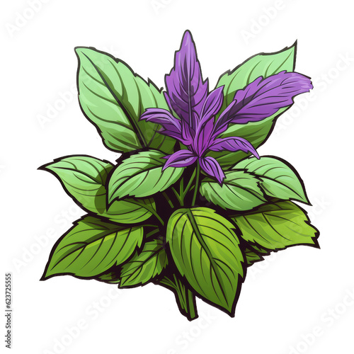 Botanical Illustration of Hyssop Leaf