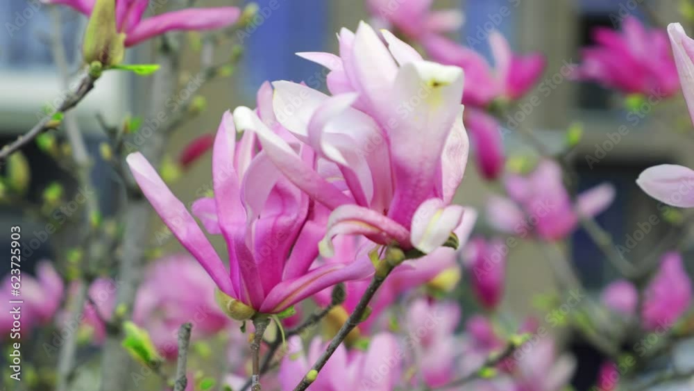 Magnolia flowers on a tree in spring. Magnolia flowers on a tree in spring.