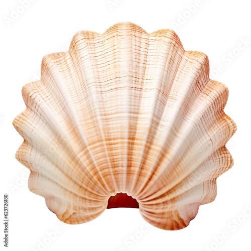 sea shell isolated on transparent background cutout © Papugrat