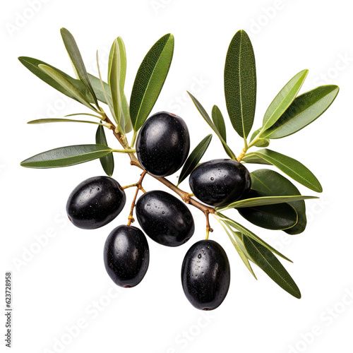 Olive tree branch, ripe black olives and leaves isolated on transparent background, PNG
