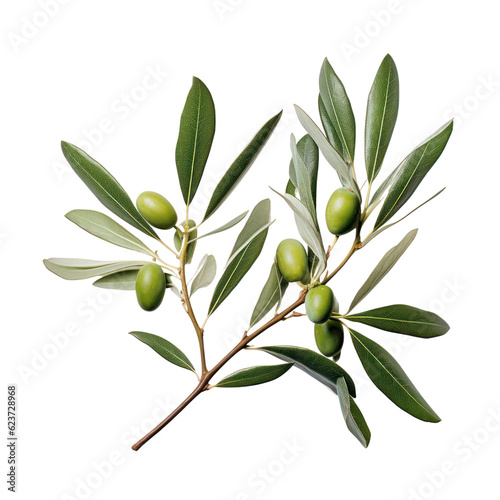 Olive tree branch, green olives and leaves isolated on transparent background, PNG