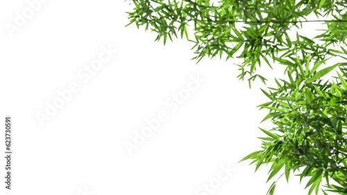 Isolated green bamboo leaves with clipping paths on white background for card background 