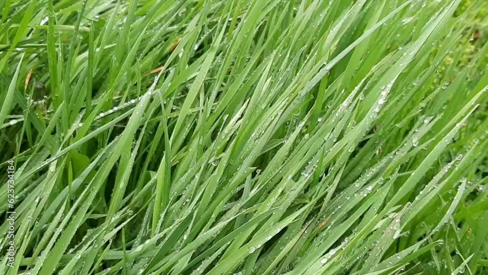 green grass background