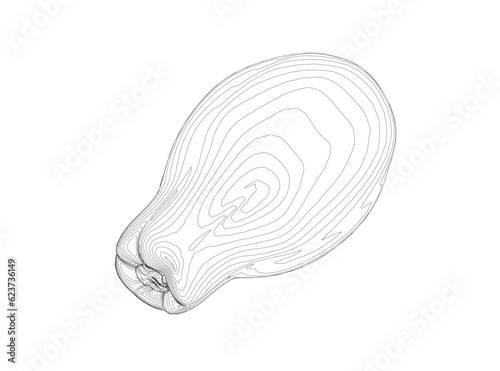 Papaya fruit outline vector icon, drawing monochrome illustration. Healthy nutrition, organic food, vegetarian product. Papaya Sketch hand drawn vector illustration. Sweet Exotic Thailand asian papaya