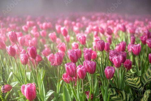 Beautiful garden of pink tulips under fog in the morning.