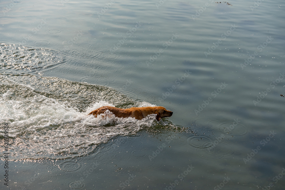 Obraz premium Dogs from a working gun dog stud farm