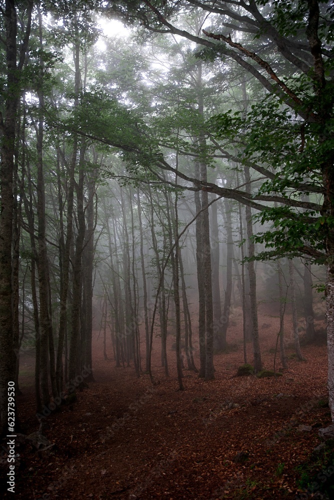 Naklejka premium Forêt brume arbre sombre humidité