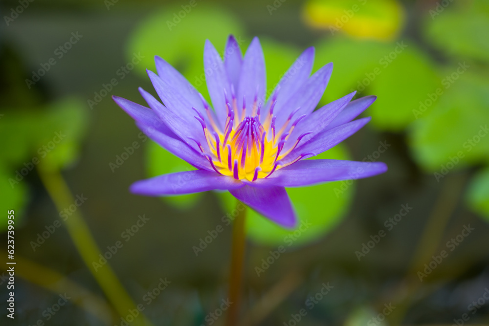 Closeup purple lotus flower in pound at the garden Closeup purple lotus flower in pound at the garden