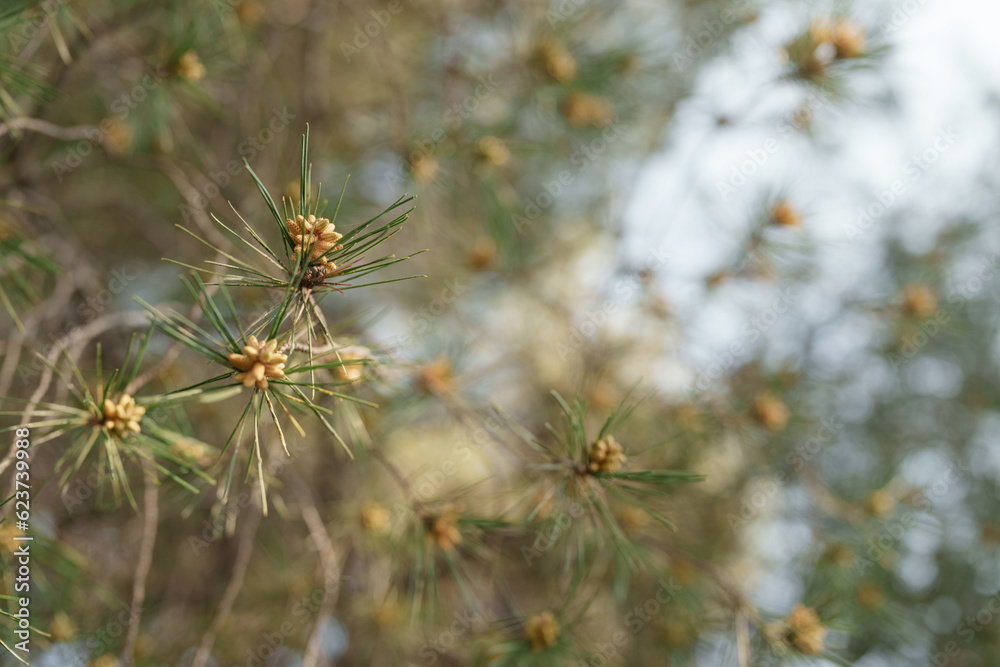 Blossoming pine tree on mediterranean coast Blossoming pine tree on mediterranean coast