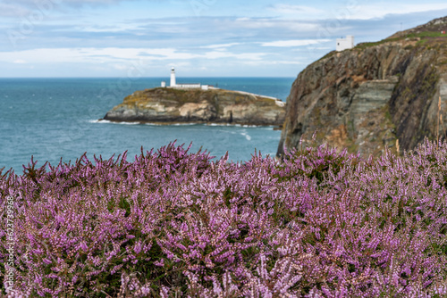 Views around South Stack Lighthouse with the heather out