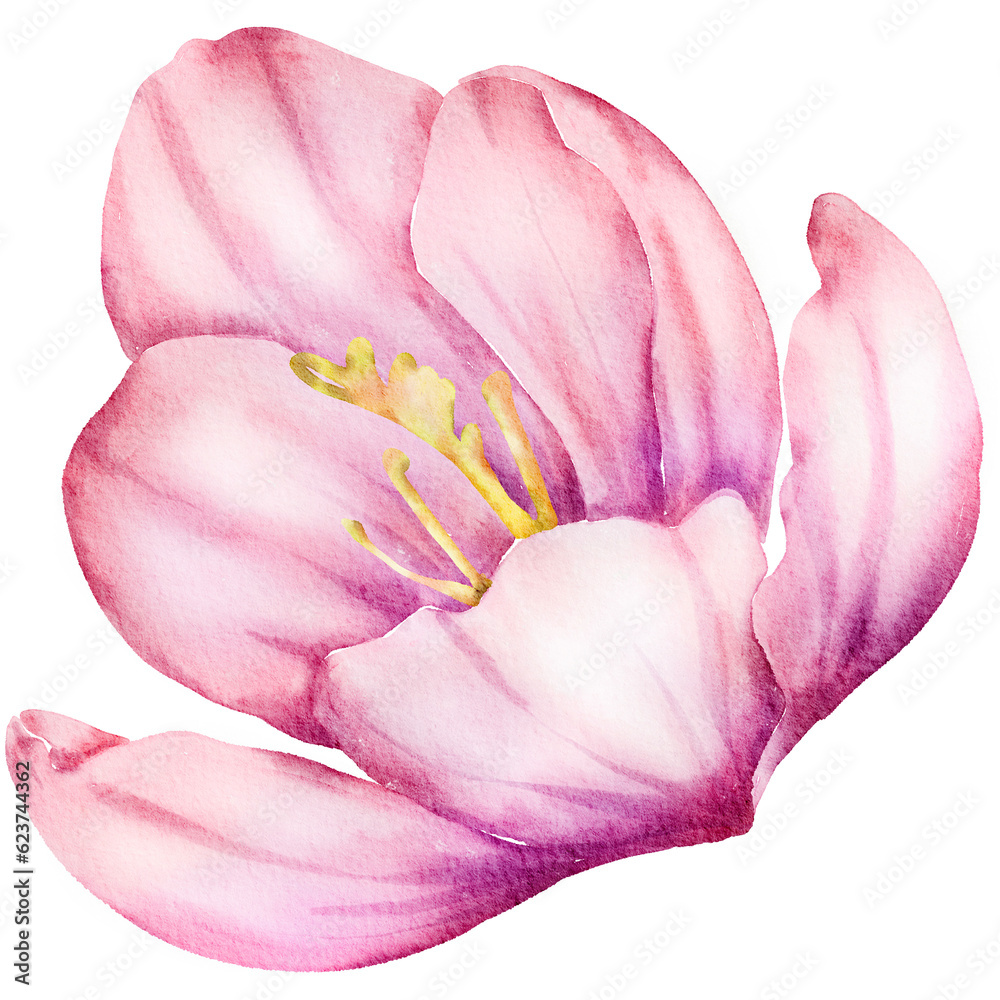 Pink Watercolor Flower Illustration