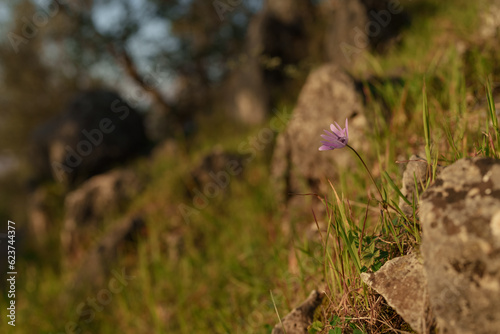 Single purple margarita flower on the rock
