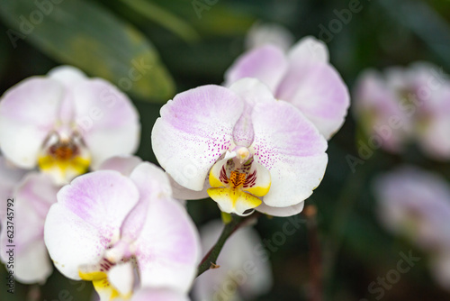 Closeup of Pink orchid flower blossom in a garden 