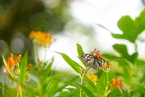 Beautiful butterfly perched on a flower in the garden. Close up details