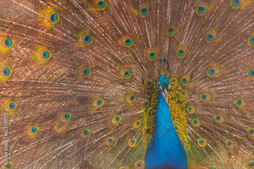 Close-up of peacock while showing off its colors and its spread tail-feathers in safari park