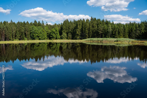 Coniferous forest reflecting on the surface of the pond