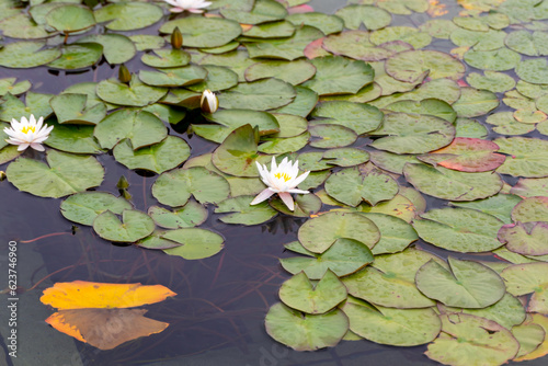 water lilies in the pond