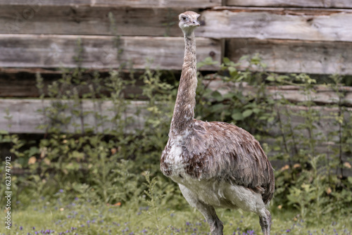 ostrich in the zoo