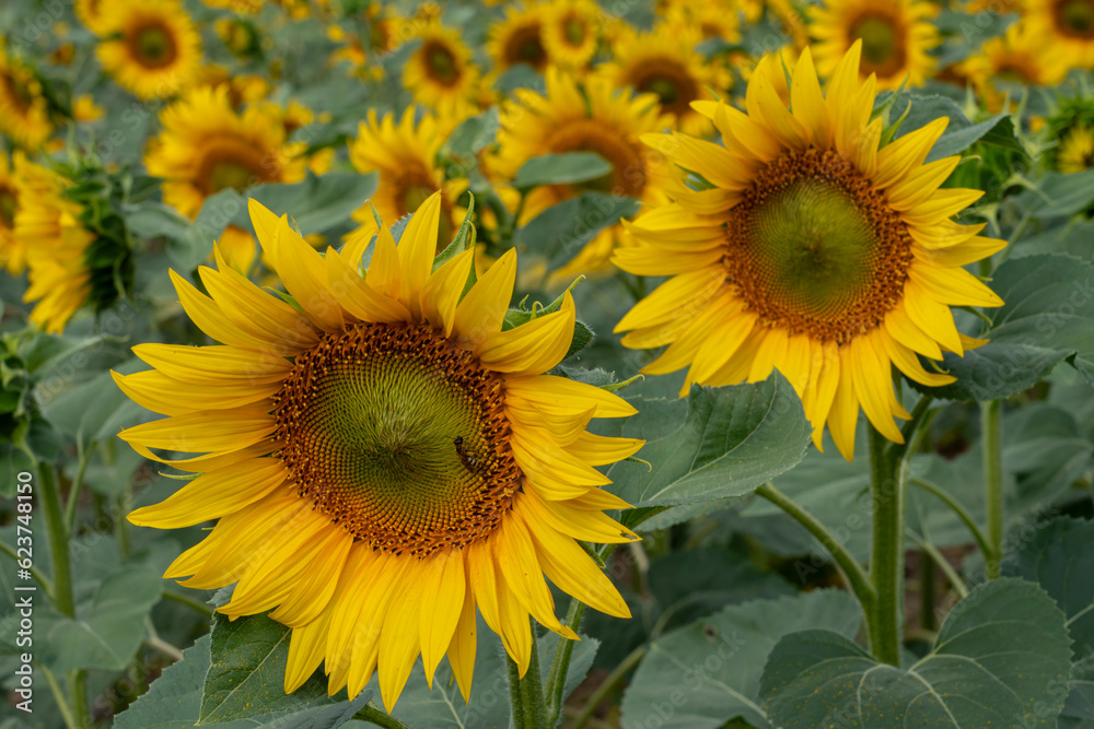 Obernai, France - 08 04 2021: A field of sunflower flowers under a cloudy sky.