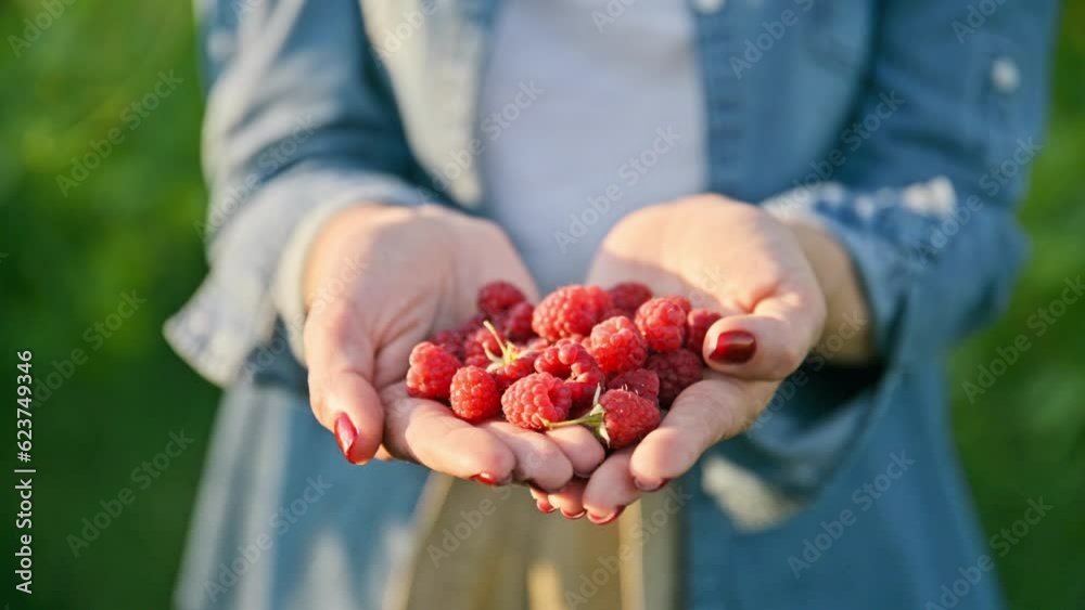 Close-up ripe raspberries in hands of woman in summer garden Close-up ripe raspberries in hands of woman in summer garden