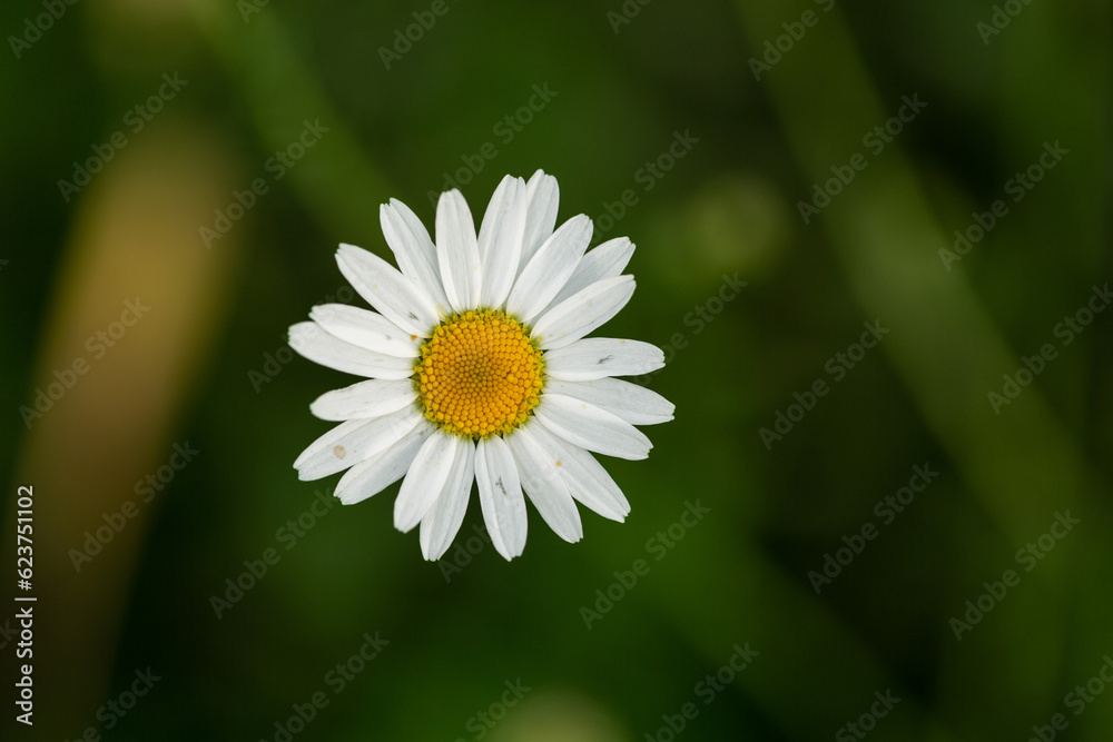 Fototapeta premium White chamomile on a natural green background in summer