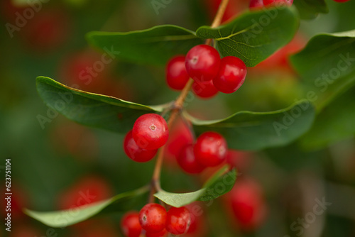 Red honeysuckle berries on a twig, natural background, summer day, selective focus