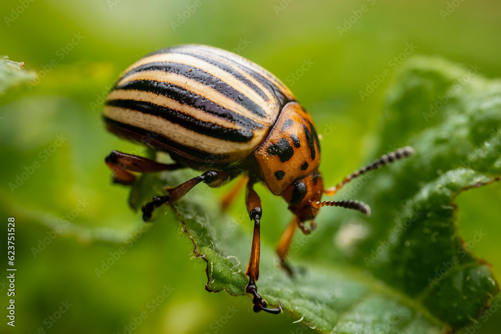 Colorado potato beetle walks on potato sprouts Colorado potato beetle walks on potato sprouts
