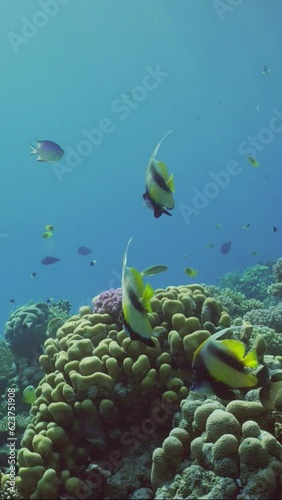 Vertical video, Colorful tropical fish swims above coral reef on sunny day. Group of Golden Butterflyfish, Red Sea Bannerfish and other tropic fish floating on coral reef in surays, Slow motion photo