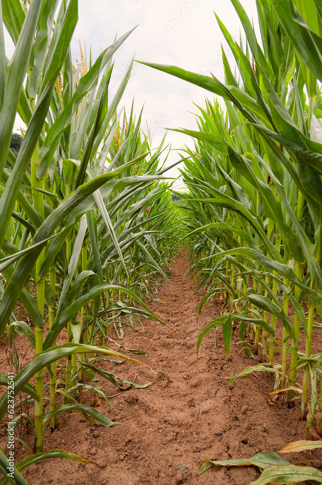 Obraz premium Corn field, cultivated corn cob start to grow, harvest in the summer, agriculture plants for food, farmland on the countryside 