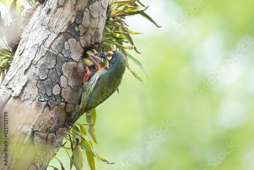 COLORFUL OF BANGLADESH, BIRDS PARENTING