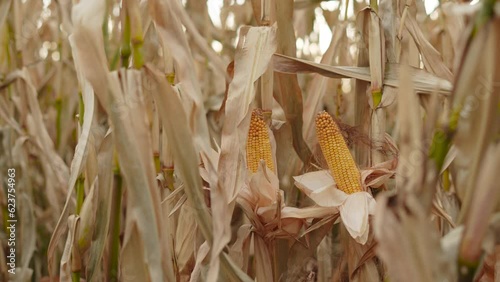 Closeup of peeled and overripe corn cobs growing on dried plants in cornfield. Wind shakes dried leaves on cloudy day. Harvest threat due to climate change and air pollution. photo