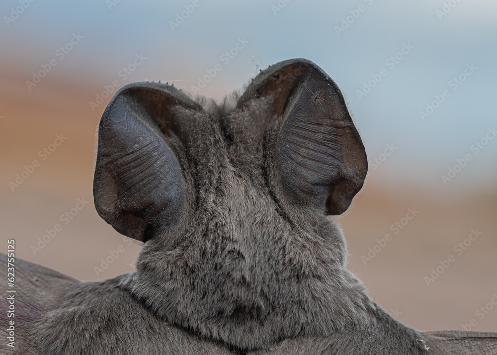 Foto de espaldas murciélago con orejas grandes - obrazy, fototapety, plakaty 