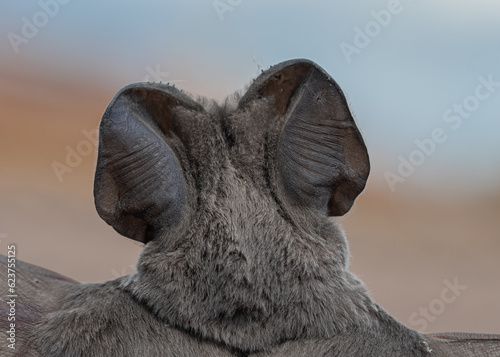 Foto de espaldas murciélago con orejas grandes