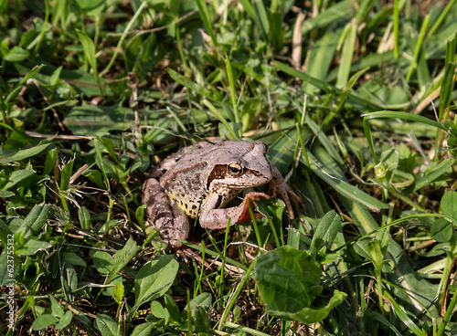 Rana Arvalis. A sharp-faced frog is sitting in the grass. Moscow region, Russia
