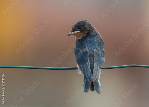 Retrato de una golondrina joven
