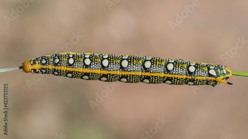 Oruga de polilla, de color amarillo y negro con puntos blancos