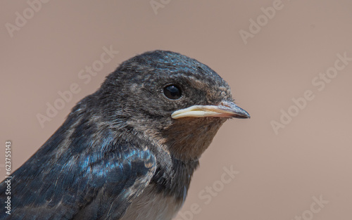 Retrato de cara de una golondrina