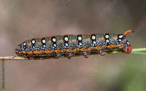 Oruga de polilla, de color rojo y negro con puntos blancos