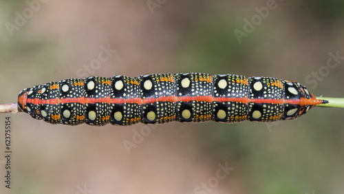 Oruga de polilla, de color rojo y negro con puntos blancos