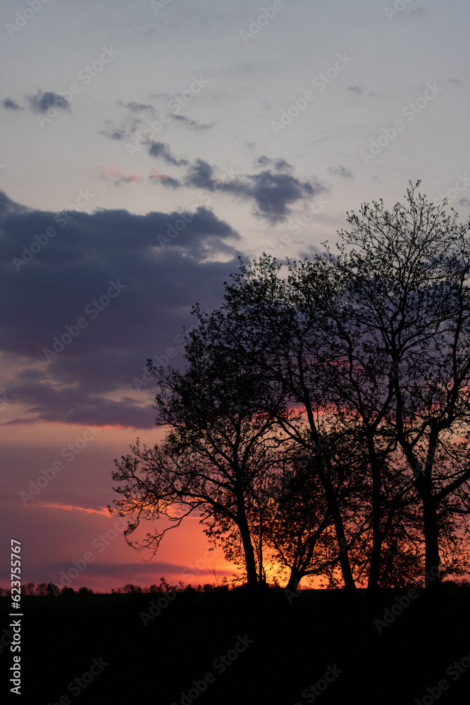 silhouette of tree at sunset. a tree without leaves on the background of the sky
