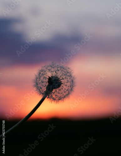 dandelion against sunset. dandelion on the background of the sky