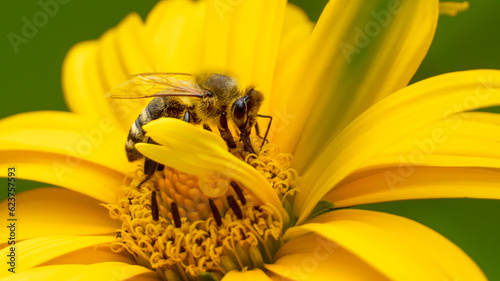 Bees collecting pollen on the flowers of Rough oxeye, (heliopsis helianthoides var. scabra)