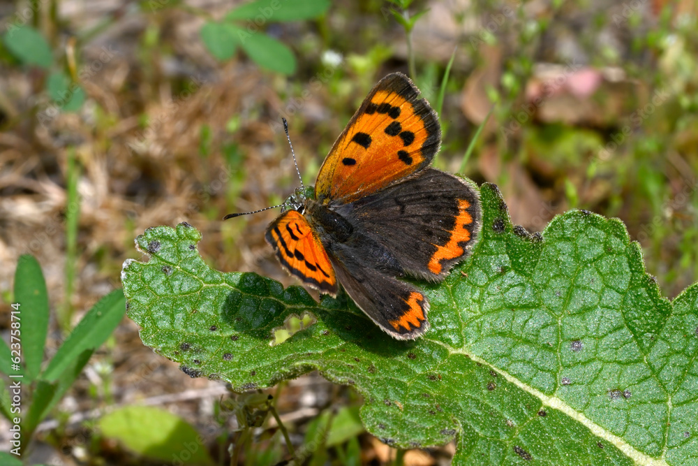 Small copper // Kleiner Feuerfalter (Lycaena phlaeas) - Evros Delta, Greece